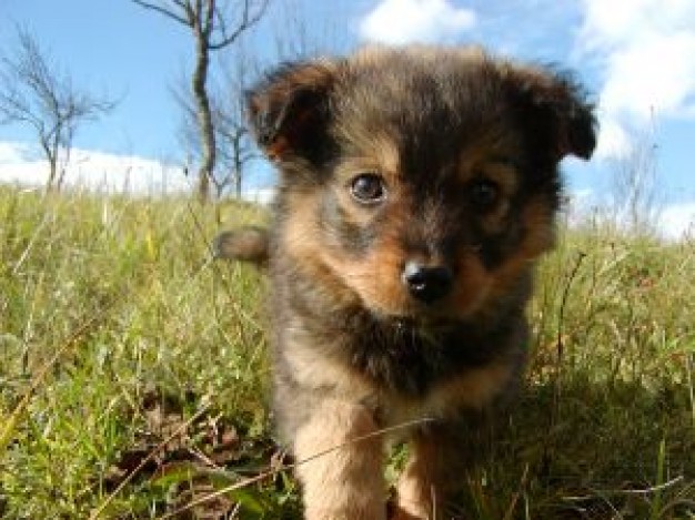 Puppy Bowl puppy Gurkha about Animal Planet Super Bowl Seattle Seahawks Pets Recreation